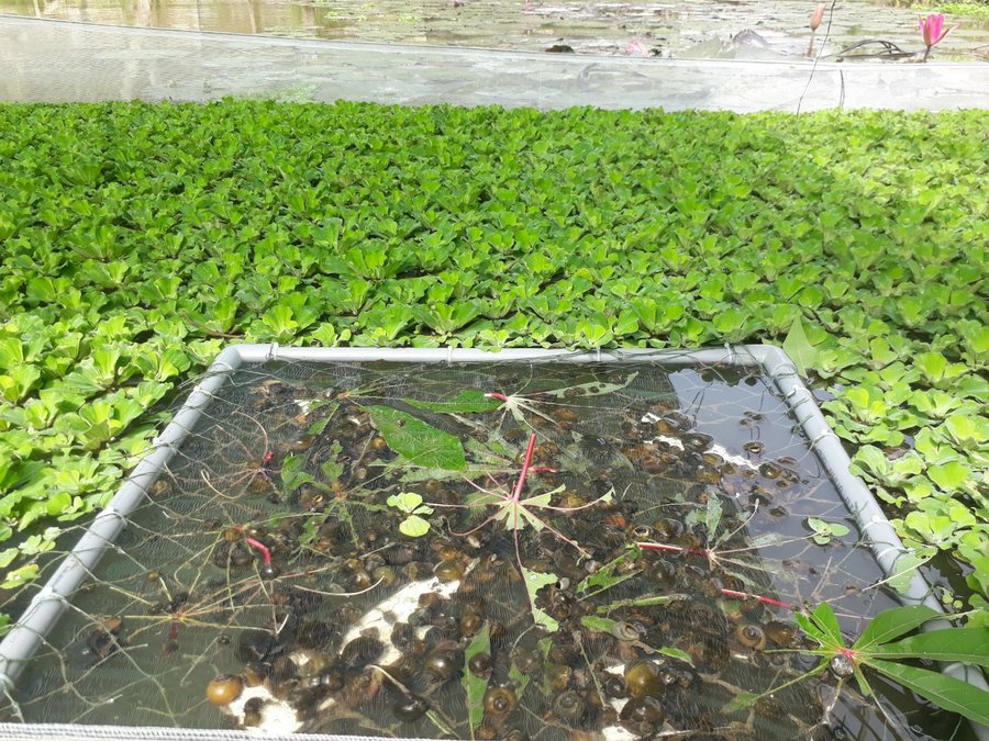 Cá chuối có ăn ốc không? Lợi hại người nuôi cần biết