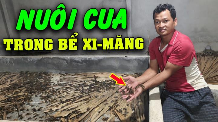 Cách nuôi cua đồng trong bể xi măng đúng kỹ thuật