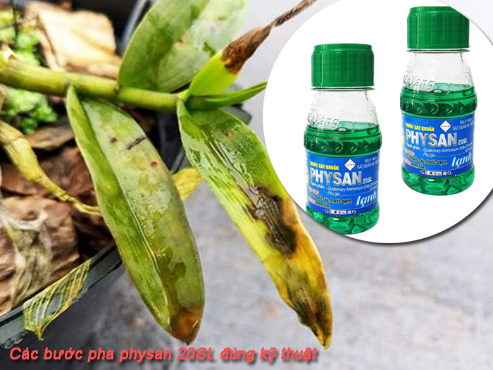 Cách pha physan 20sl cho lan hồ điệp bị nhũn lá đúng liều