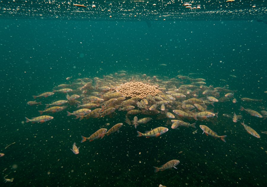 Kỹ thuật nuôi cá rô đầu vuông cho năng suất cao