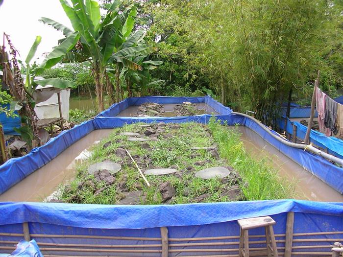 Kỹ thuật nuôi cua đồng trong bể bạt HDPE hiệu quả cao