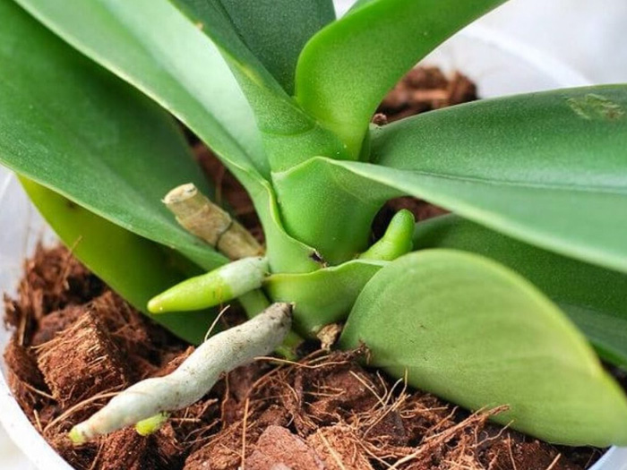 Lan hồ điệp là gì? Đặc điểm, cách trồng và chăm sóc lan hồ điệp