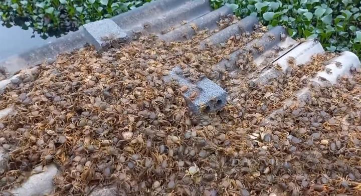Mô hình nuôi cua đồng ở miền Bắc thu được lợi nhuận tốt