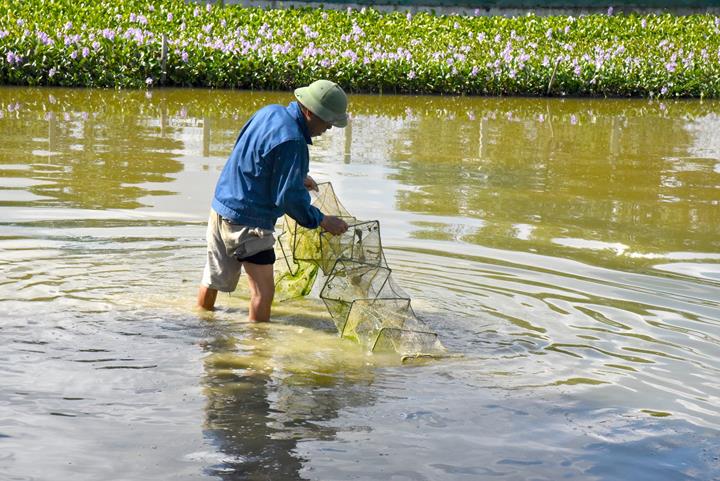 Mô hình nuôi cua đồng ở miền Bắc thu được lợi nhuận tốt