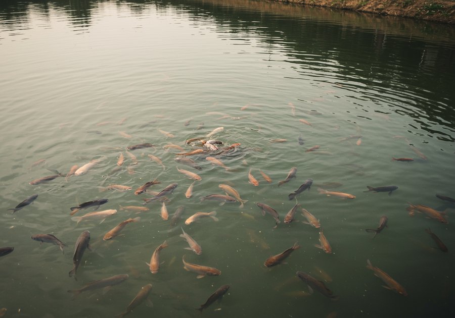 Nuôi cá lóc bông trong be xi măng có hiệu quả hơn ao đất không?