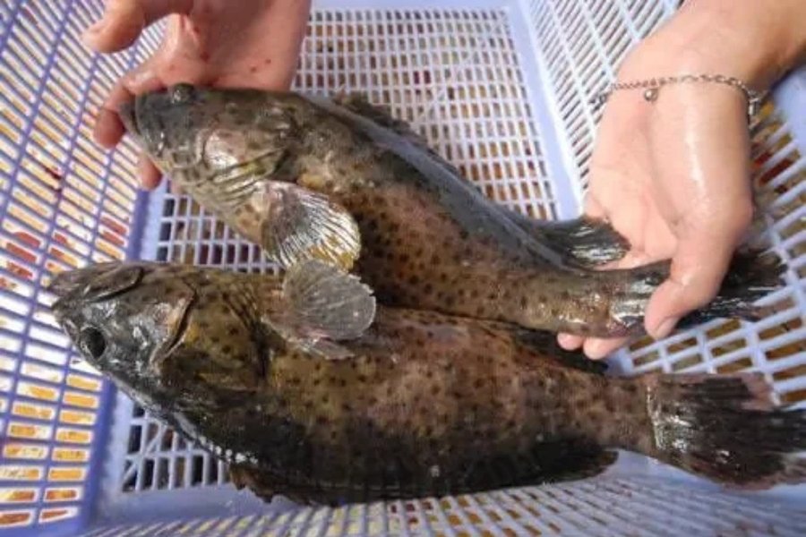 Nuôi cá mú bằng thức ăn công nghiệp cần lưu ý gì?