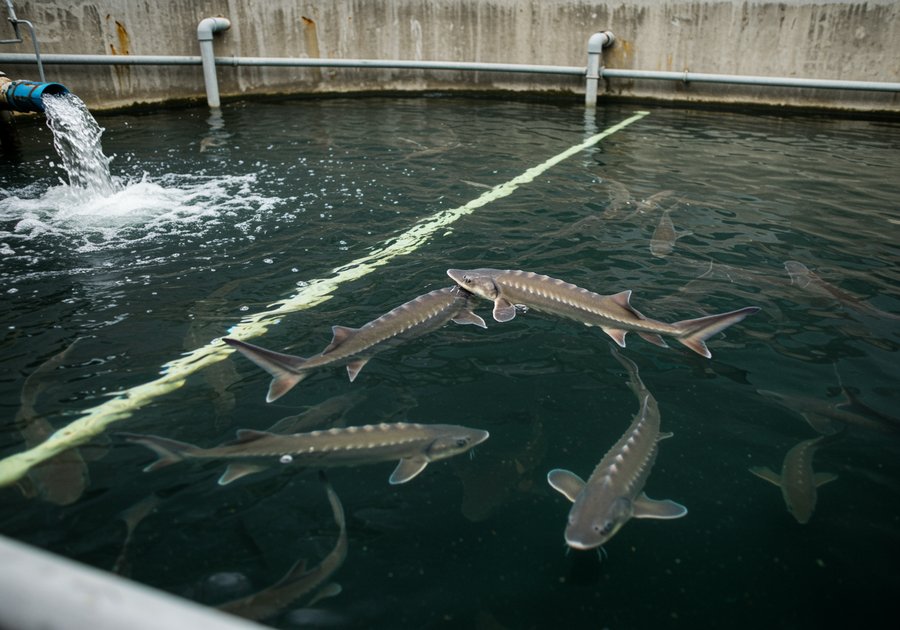 Cách nuôi cá tầm trong bể xi măng hiệu quả cao