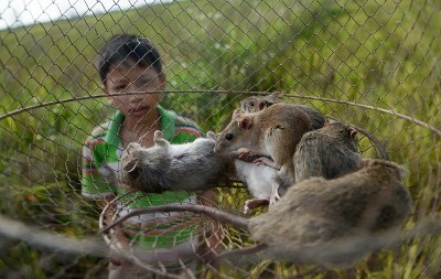 Thuốc diệt chuột hiệu quả
