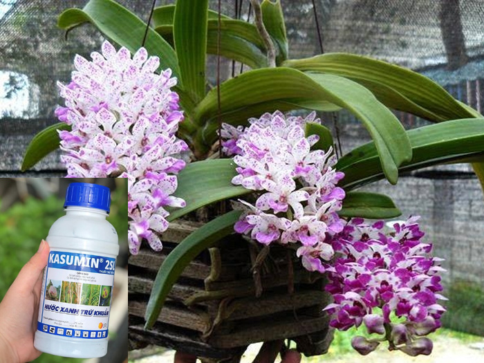 Các loại thuốc trị thối nhũn cho lan tốt nhất nên dùng