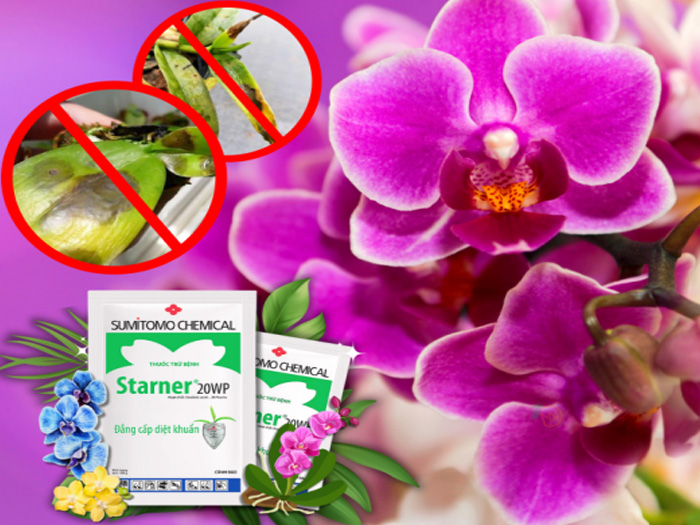 Các loại thuốc trị thối nhũn cho lan tốt nhất nên dùng