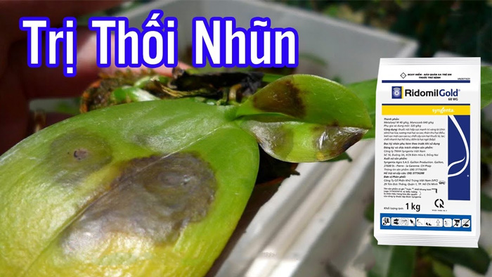 Các loại thuốc trị thối nhũn cho lan tốt nhất nên dùng