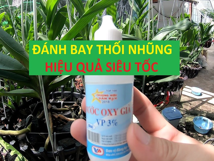 Trị thối nhũn cho lan bằng oxy già có hiệu quả không?