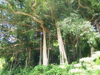 Khu bảo tồn thiên nhiên Sơn Trà - Đà Nẵng - Làm đẹp