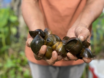 Cá chuối có ăn ốc không? Lợi hại người nuôi cần biết - Làm đẹp & Sức khỏe
