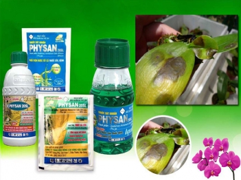 Cách pha physan 20sl cho lan hồ điệp bị nhũn lá đúng liều