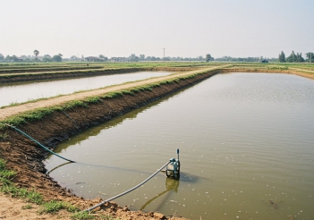 Kỹ thuật nuôi tôm đồng dễ áp dụng cho hộ nuôi nhỏ lẻ - Làm đẹp & Sức khỏe