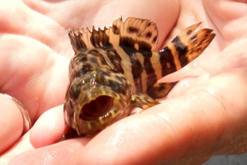 Nuôi cá mú bằng thức ăn công nghiệp cần lưu ý gì? - Làm đẹp & Sức khỏe