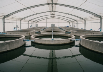 Cách nuôi cá tầm trong bể xi măng hiệu quả cao - Làm đẹp & Sức khỏe