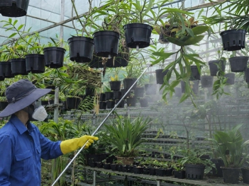 Phun thuốc chống thối nhũn cho lan: các sai lầm cần tránh