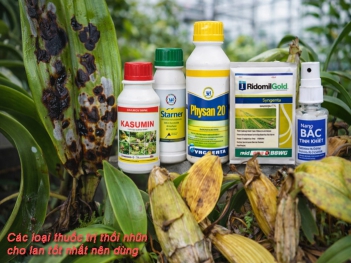 Các loại thuốc trị thối nhũn cho lan tốt nhất nên dùng