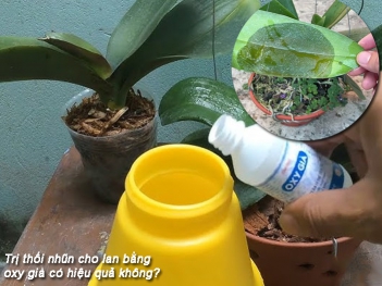 Trị thối nhũn cho lan bằng oxy già có hiệu quả không?