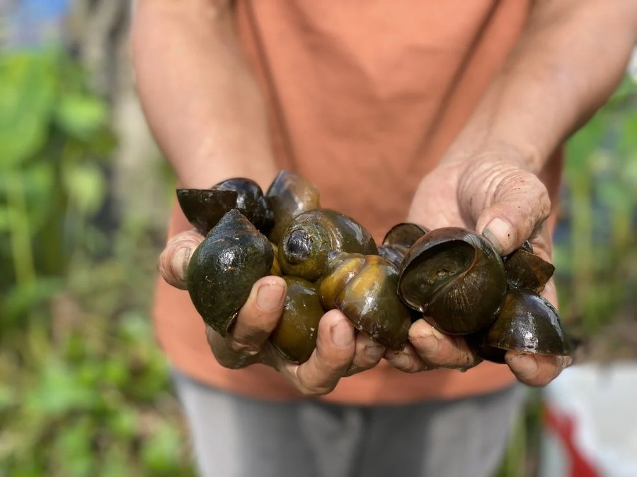 cá chuối có ăn ốc không