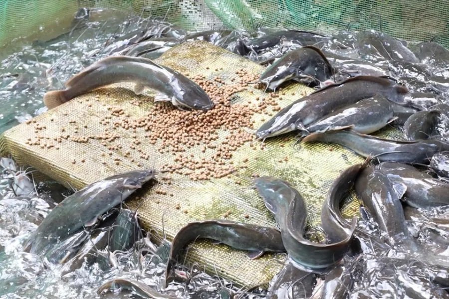 kỹ thuật nuôi cá trê đồng miền bắc