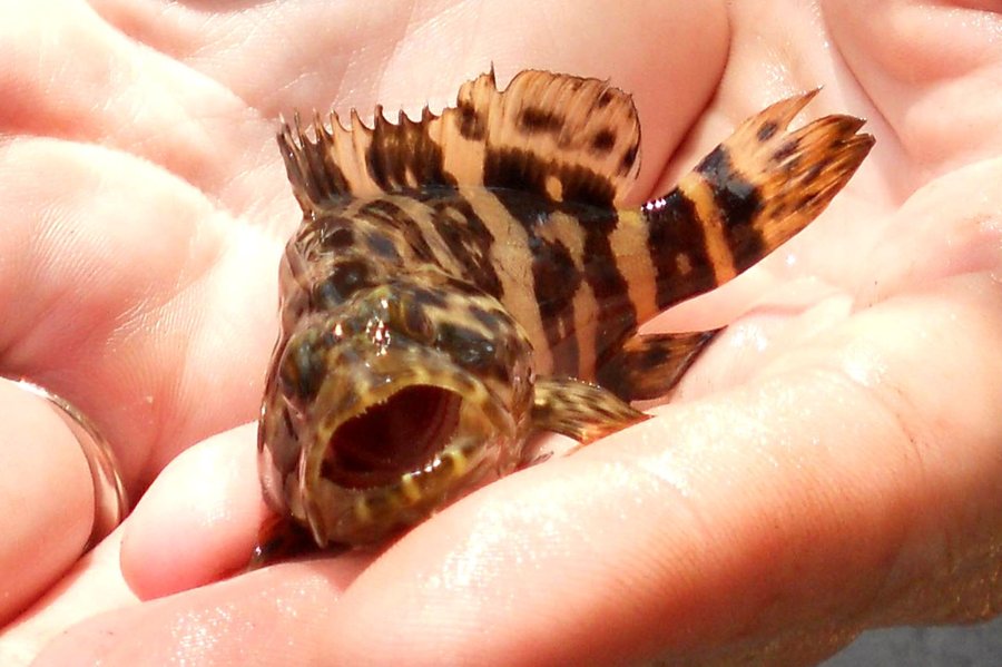 nuôi cá mú bằng thức ăn công nghiệp