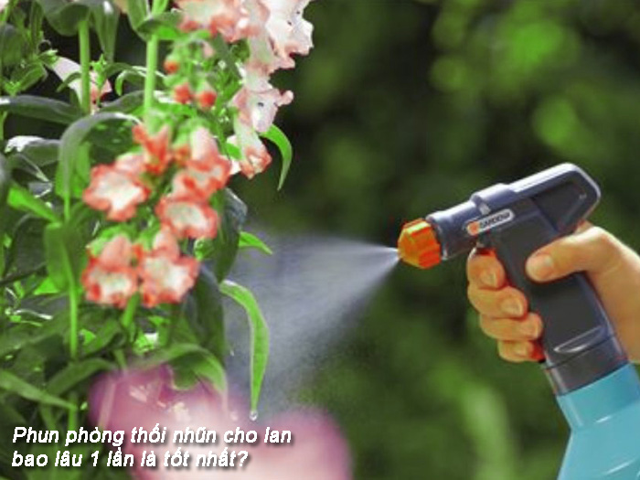 phun phòng thối nhũn cho lan