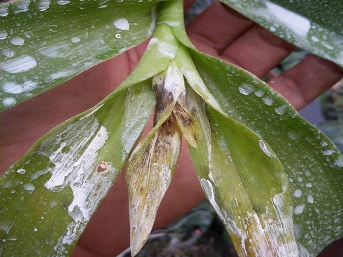 trị thối nhũn cho lan bằng vôi